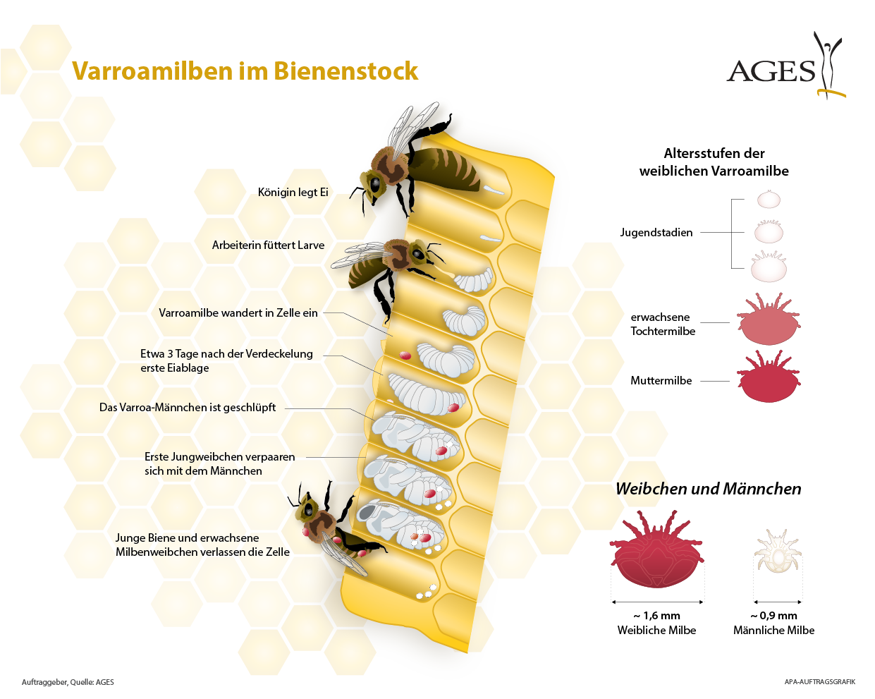 Die Varroamilbe Diagnose And Behandlung The Home Of My Bees 2007