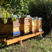 Carnica Bienenvölker - Reservierung für Mai/Juni 2023