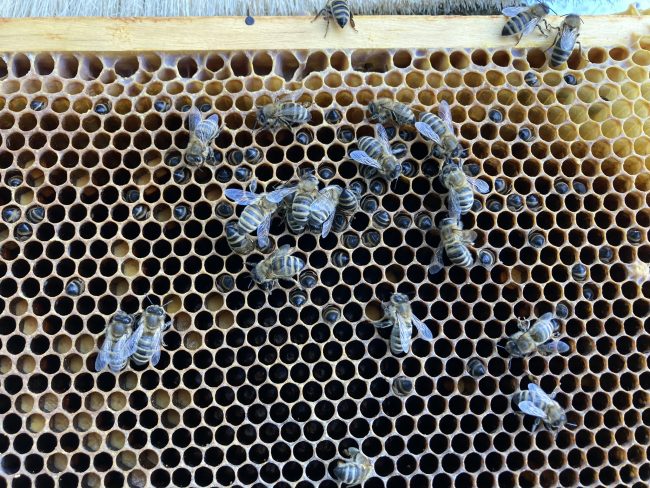 Verhungerte Bienen stecken in den Zellen